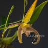 Bulbophyllum lobbii sur plaque