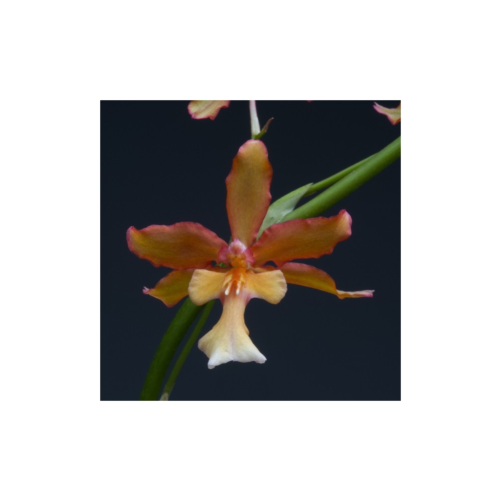 Oncidium Penelope