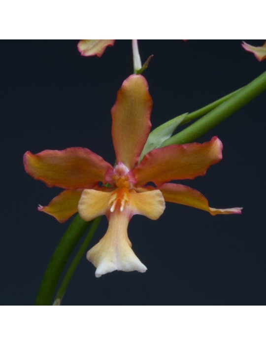 Oncidium Penelope