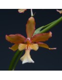 Oncidium Penelope