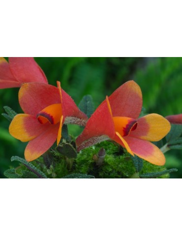 Dendrobium cuthbertsonii 2