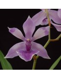 Zygonisia