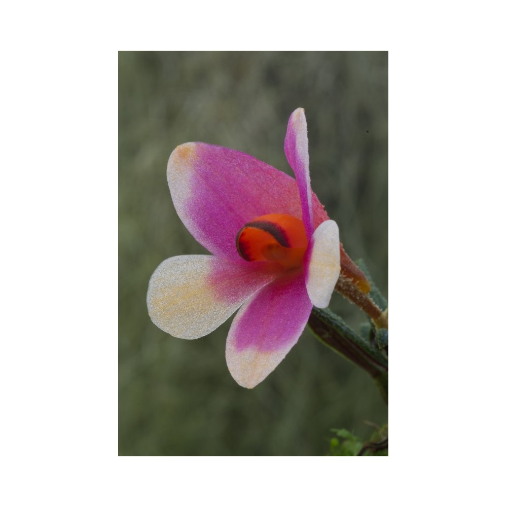 Dendrobium cuthbertsonii