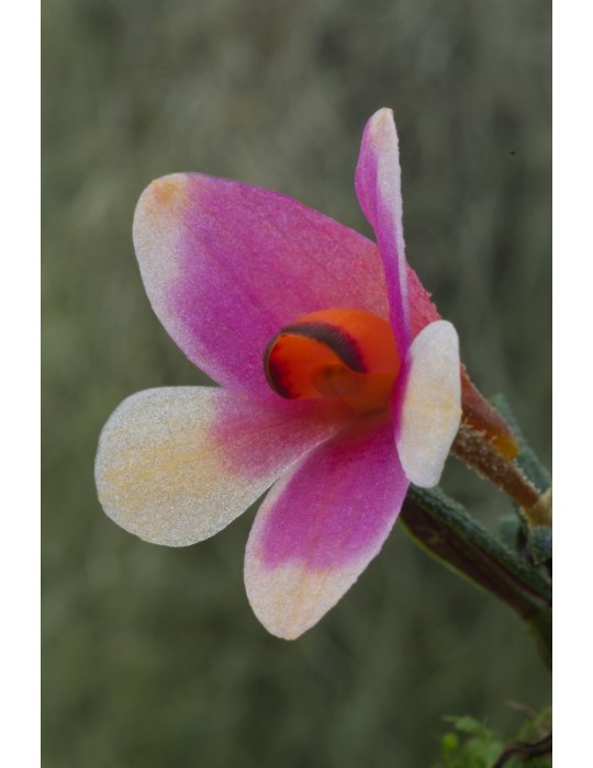 Dendrobium cuthbertsonii