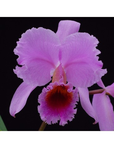 Cattleya percivaliana