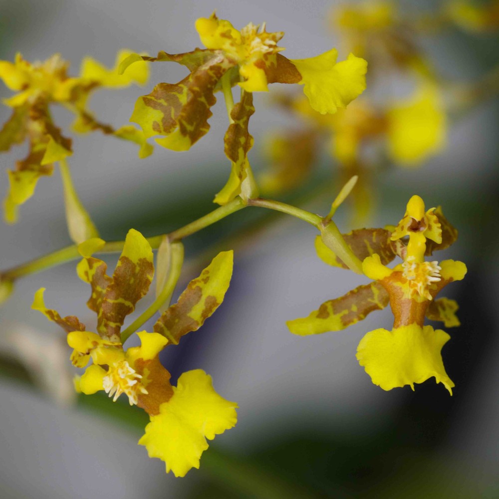 Oncidium isthmi