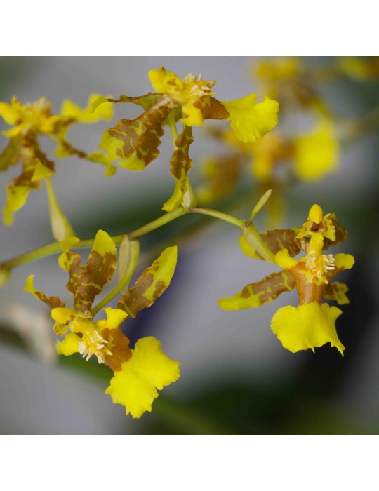 Oncidium isthmi
