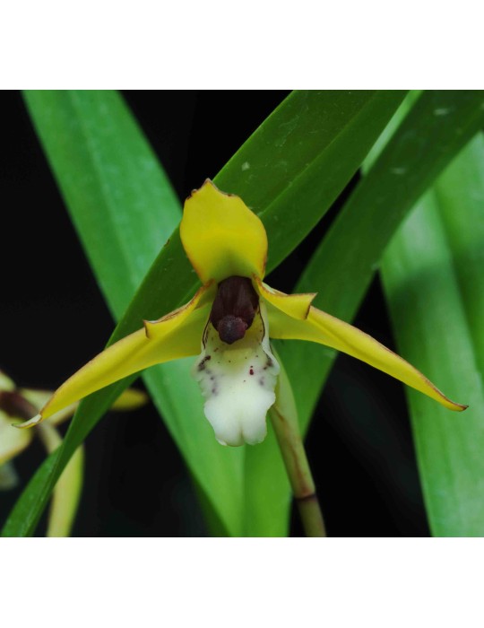 Maxillaria chrysantha Maxillaria chrysantha