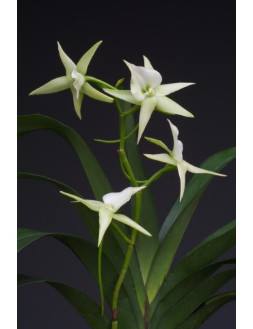 Angraecum Veitchii 2