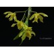 Dendrobium friedericksianum
