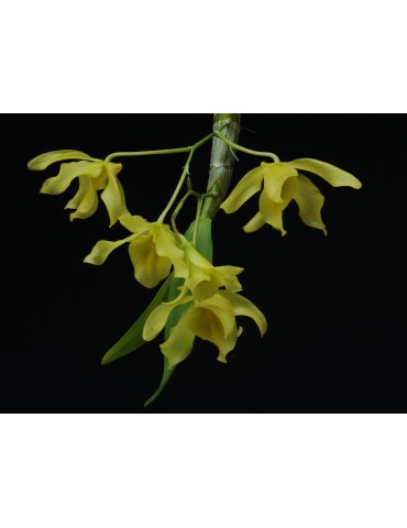 Dendrobium friedericksianum 2
