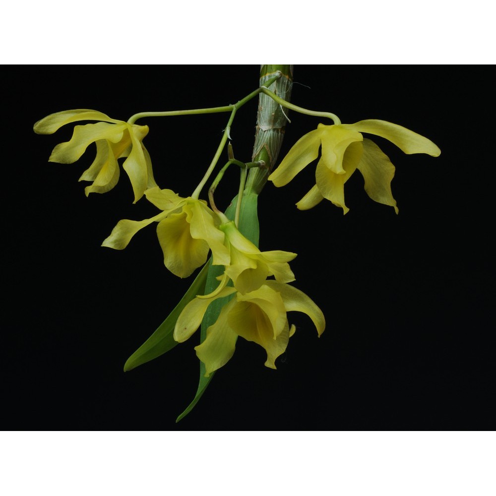 Dendrobium friedericksianum