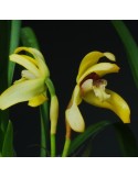 Maxillaria porphyrostele