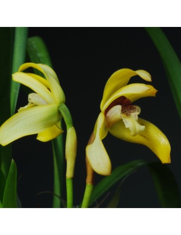 Maxillaria porphyrostele