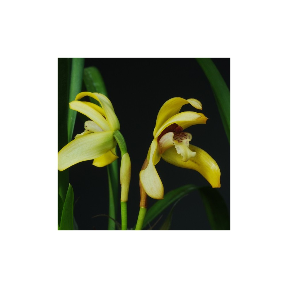 Maxillaria porphyrostele