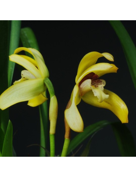Maxillaria porphyrostele