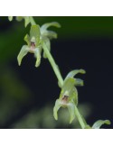 Pleurothallis gelida