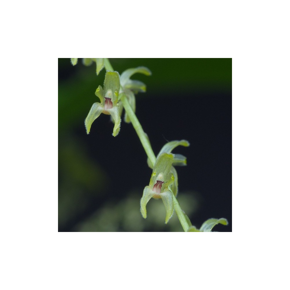 Pleurothallis gelida