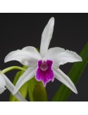 Laelia purpurata var werhauseri x russelliana