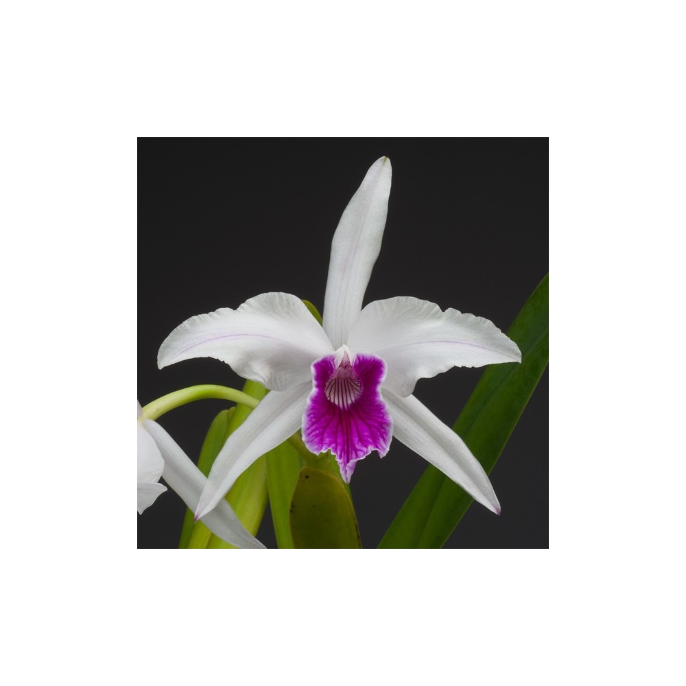 Laelia purpurata var werhauseri x russelliana