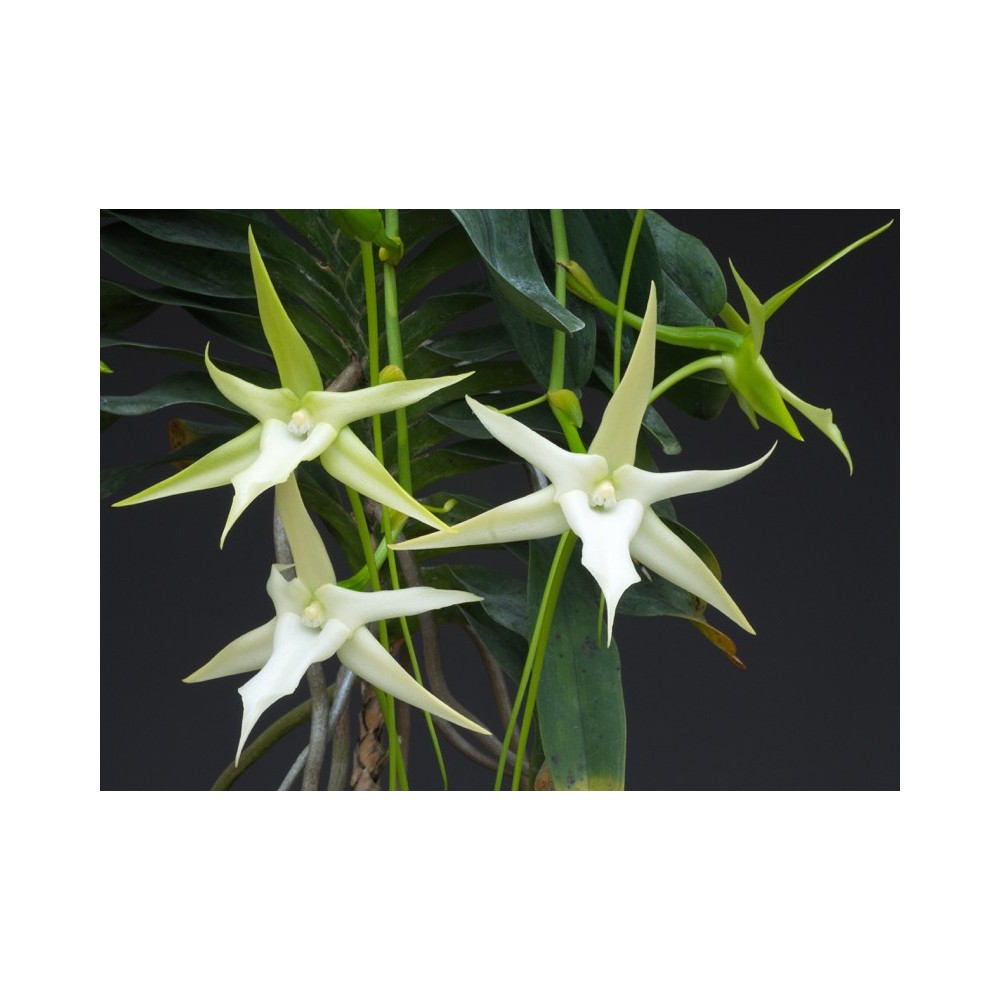 Angraecum sesquipedale