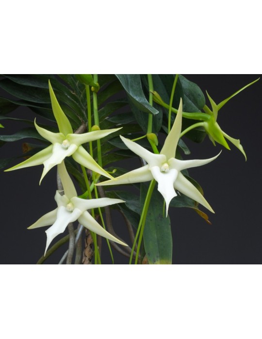 Angraecum sesquipedale