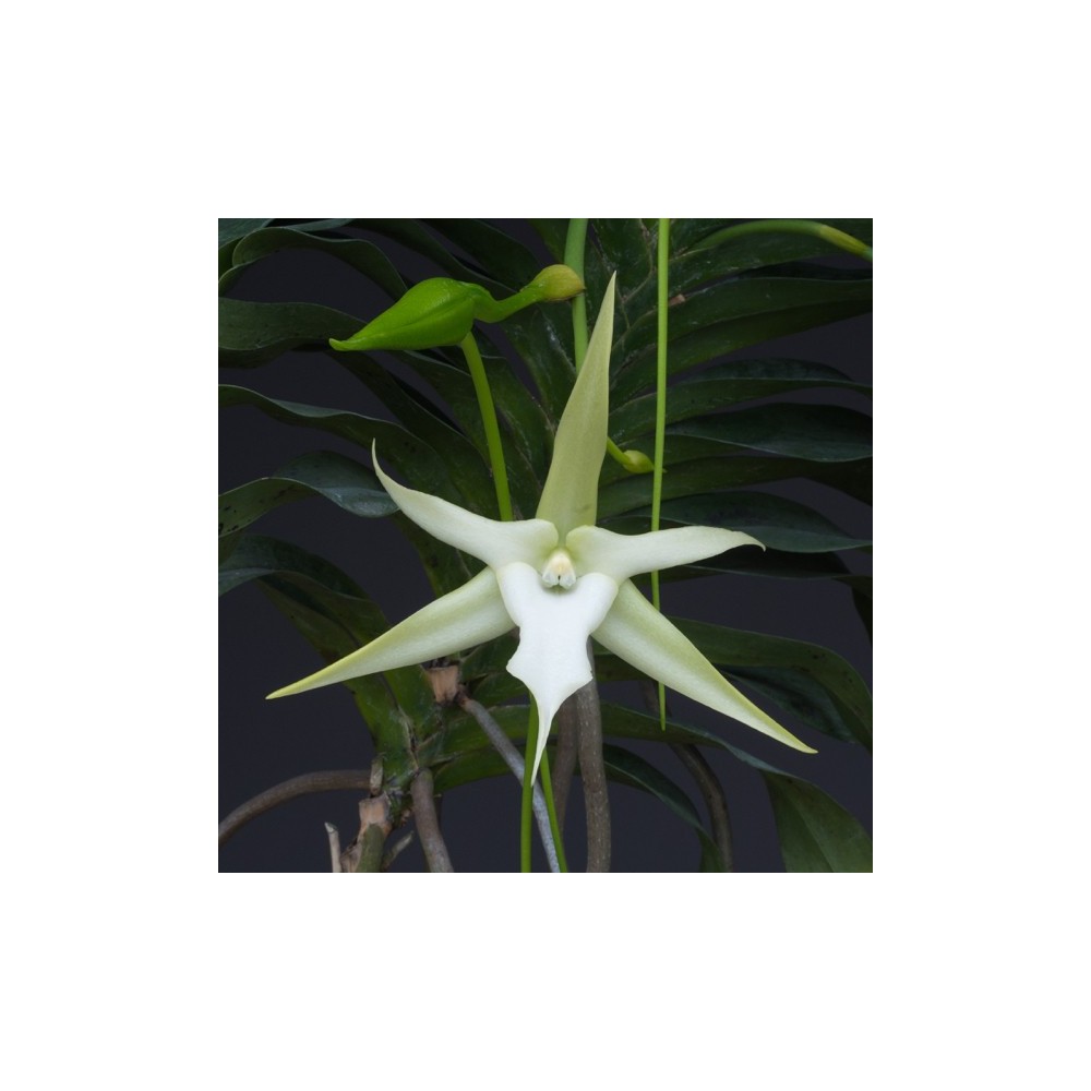 Angraecum sesquipedale