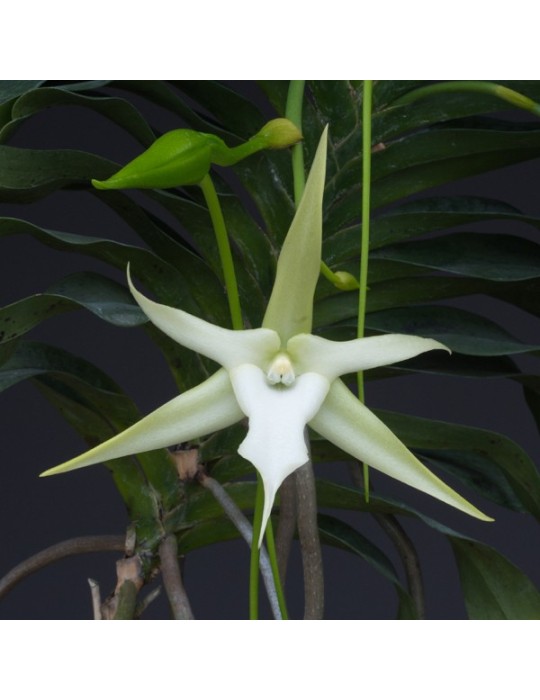Angraecum sesquipedale