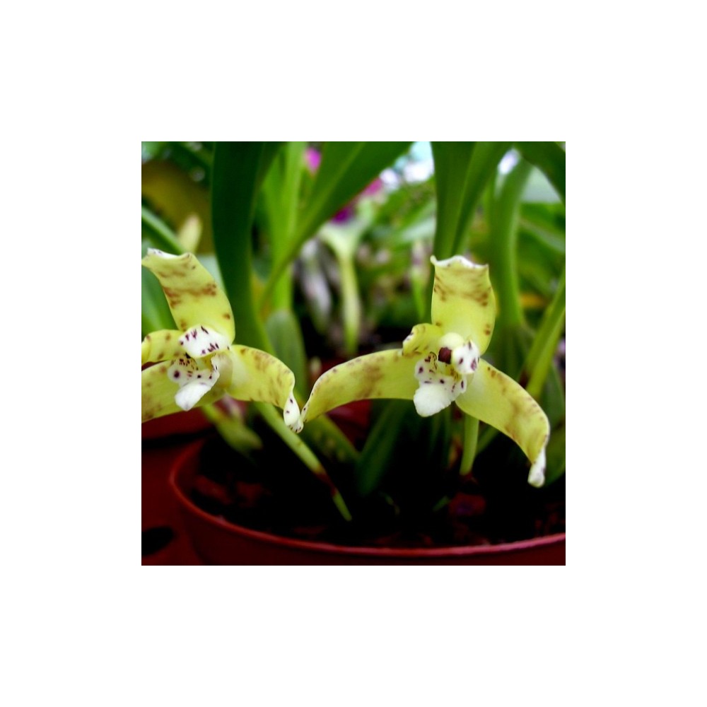 Maxillaria picta