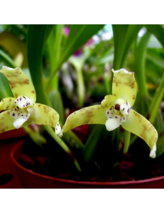 Maxillaria picta