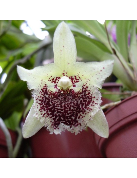 Kefersteinia graminea