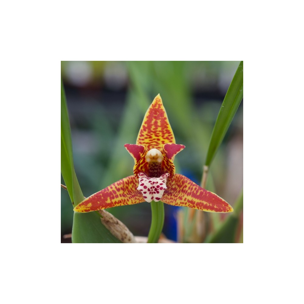 Maxillaria tenuifolia