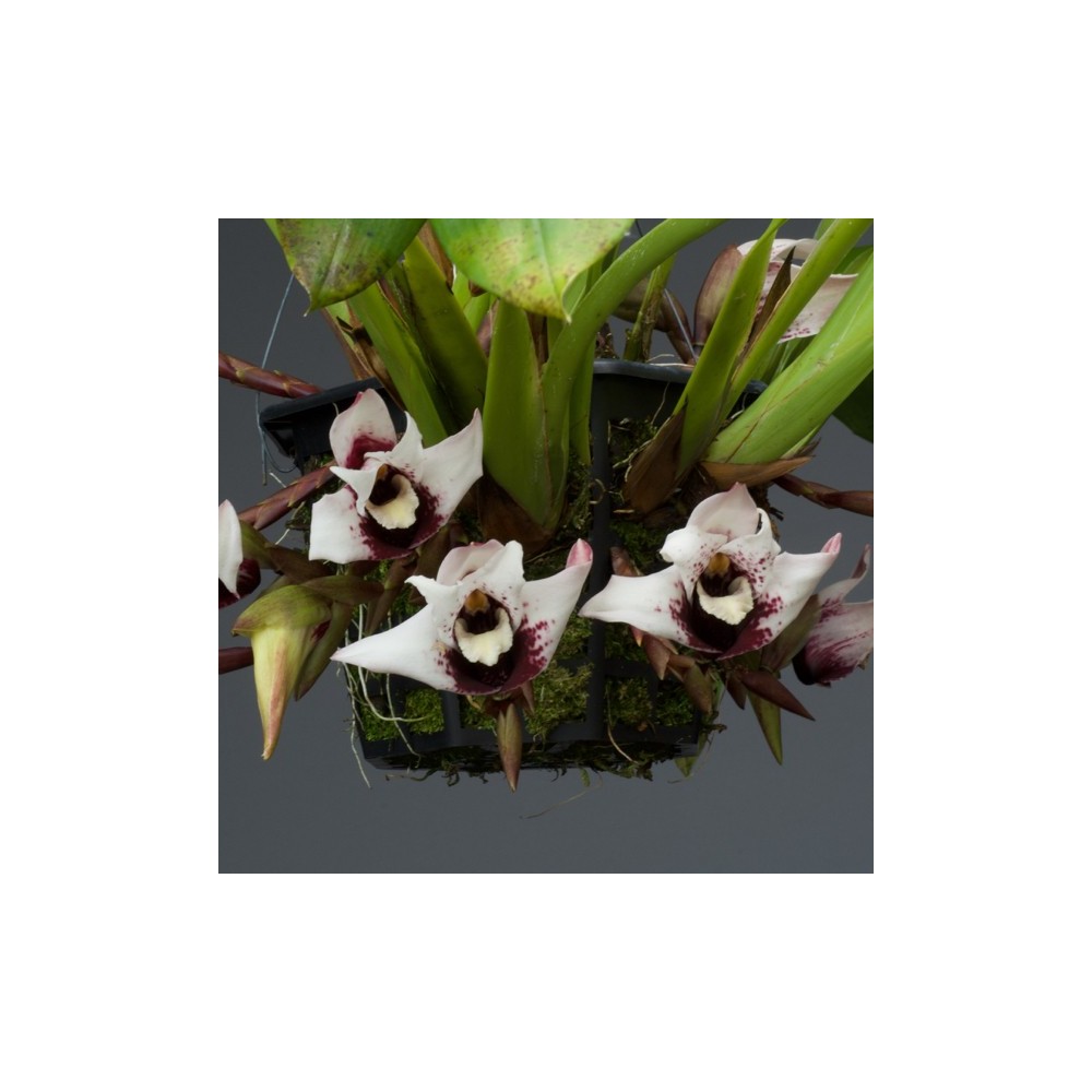 Maxillaria sanderiana