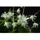 Dendrobium kingianum var. album