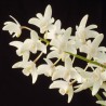 Dendrobium x delicatum sur plaque