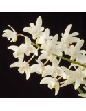 Dendrobium x delicatum sur plaque