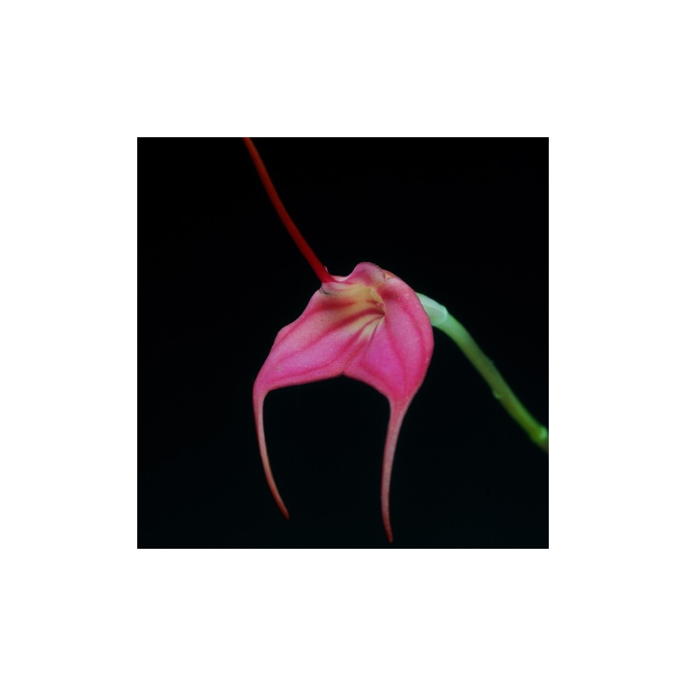 Masdevallia barleana