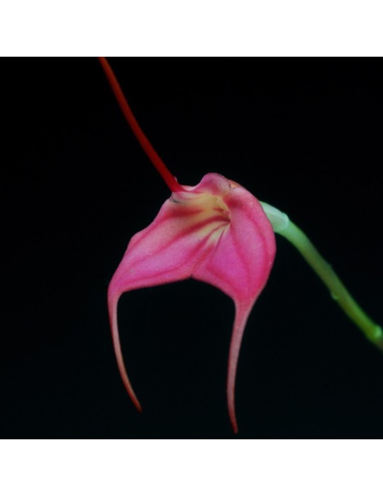 Masdevallia barleana