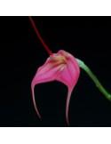 Masdevallia barleana