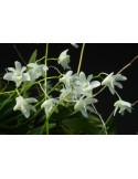 Dendrobium kingianum var. album