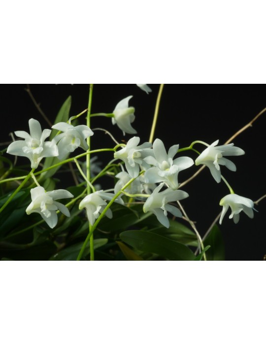 Dendrobium kingianum var. album