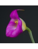 Masdevallia uniflora