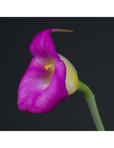 Masdevallia uniflora en sphaigne