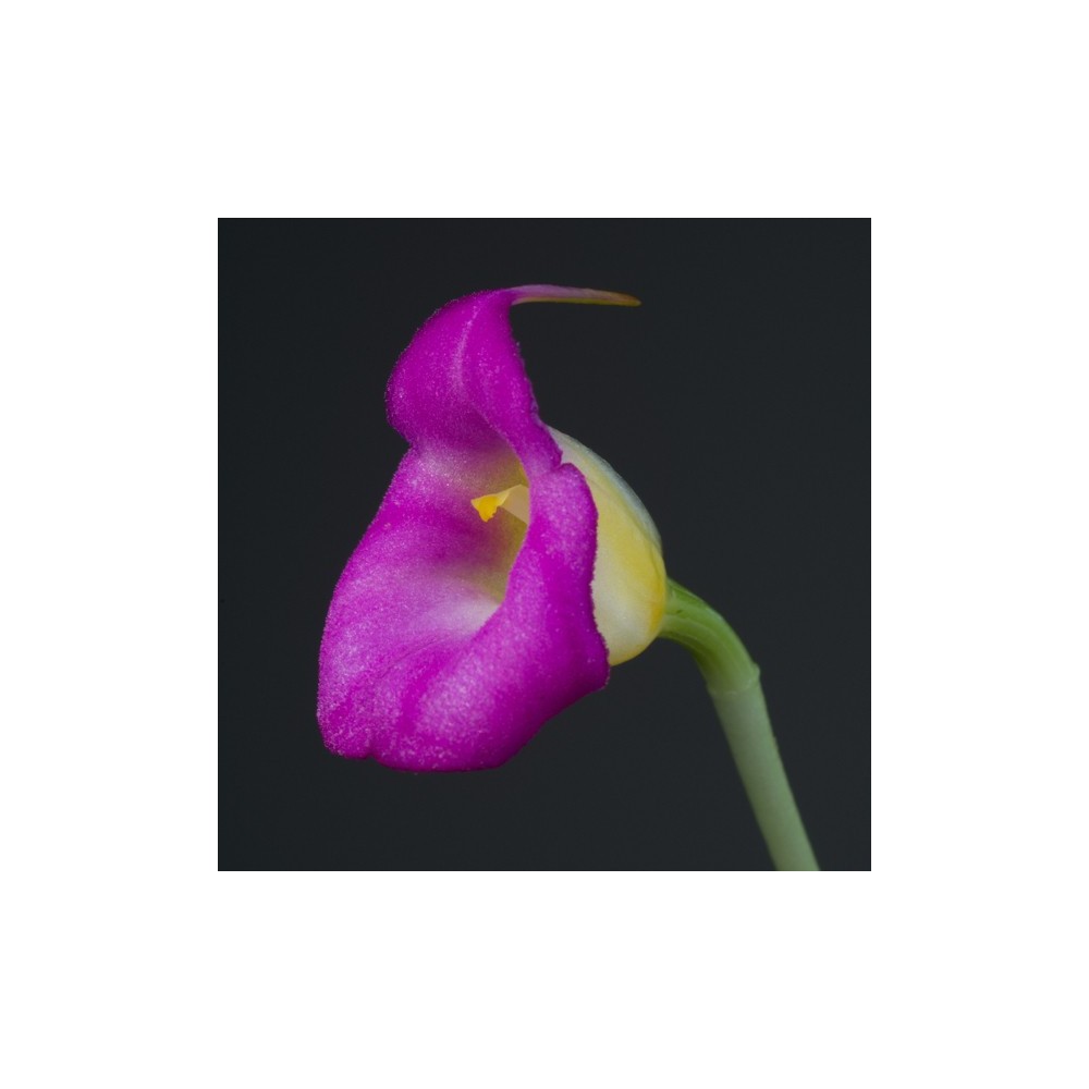 Masdevallia uniflora
