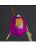 Masdevallia uniflora