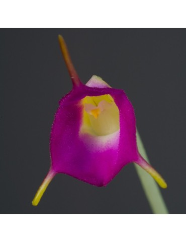 Masdevallia uniflora 2