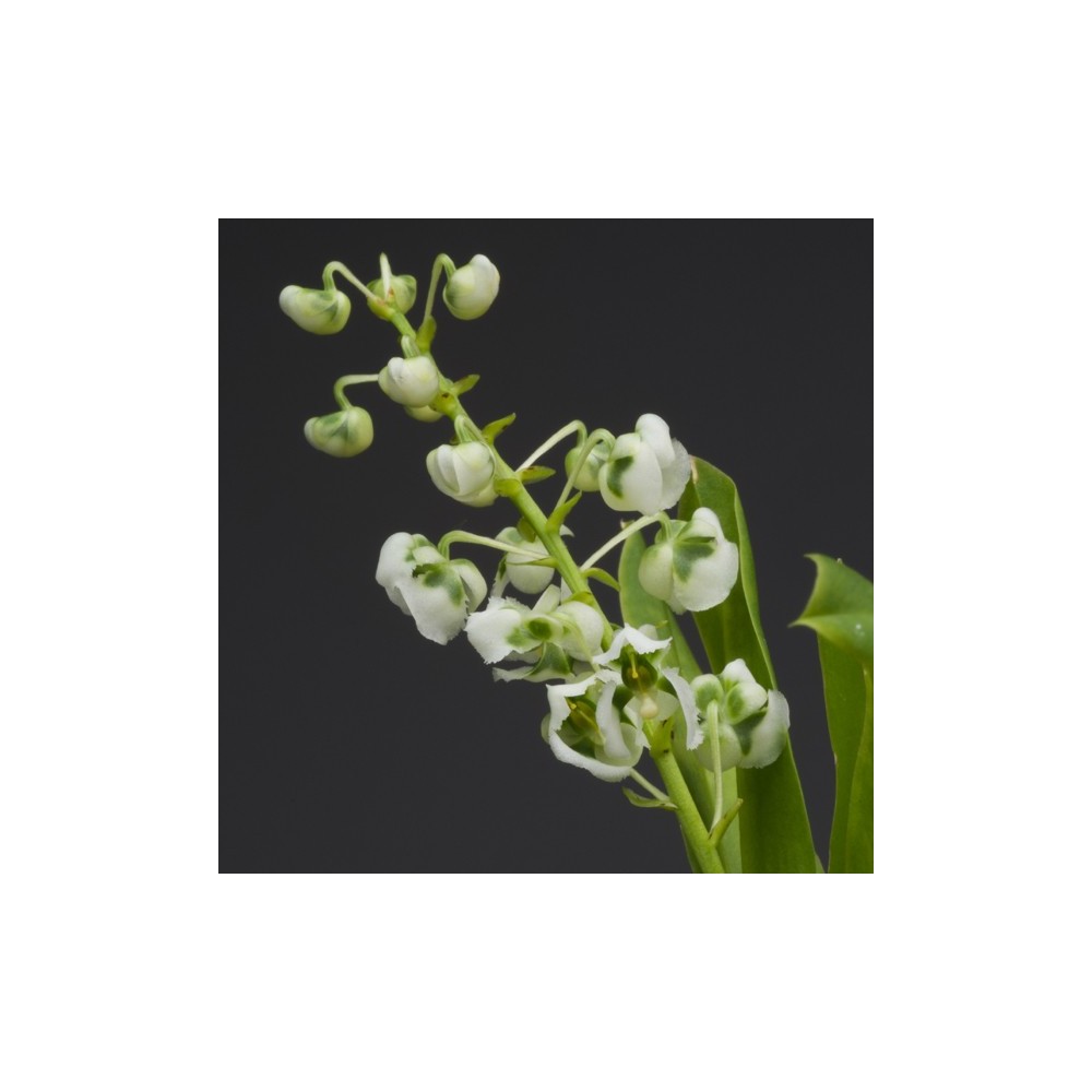 Zygostates grandiflora