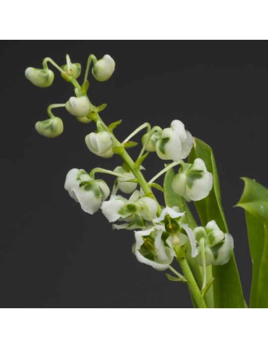 Zygostates grandiflora