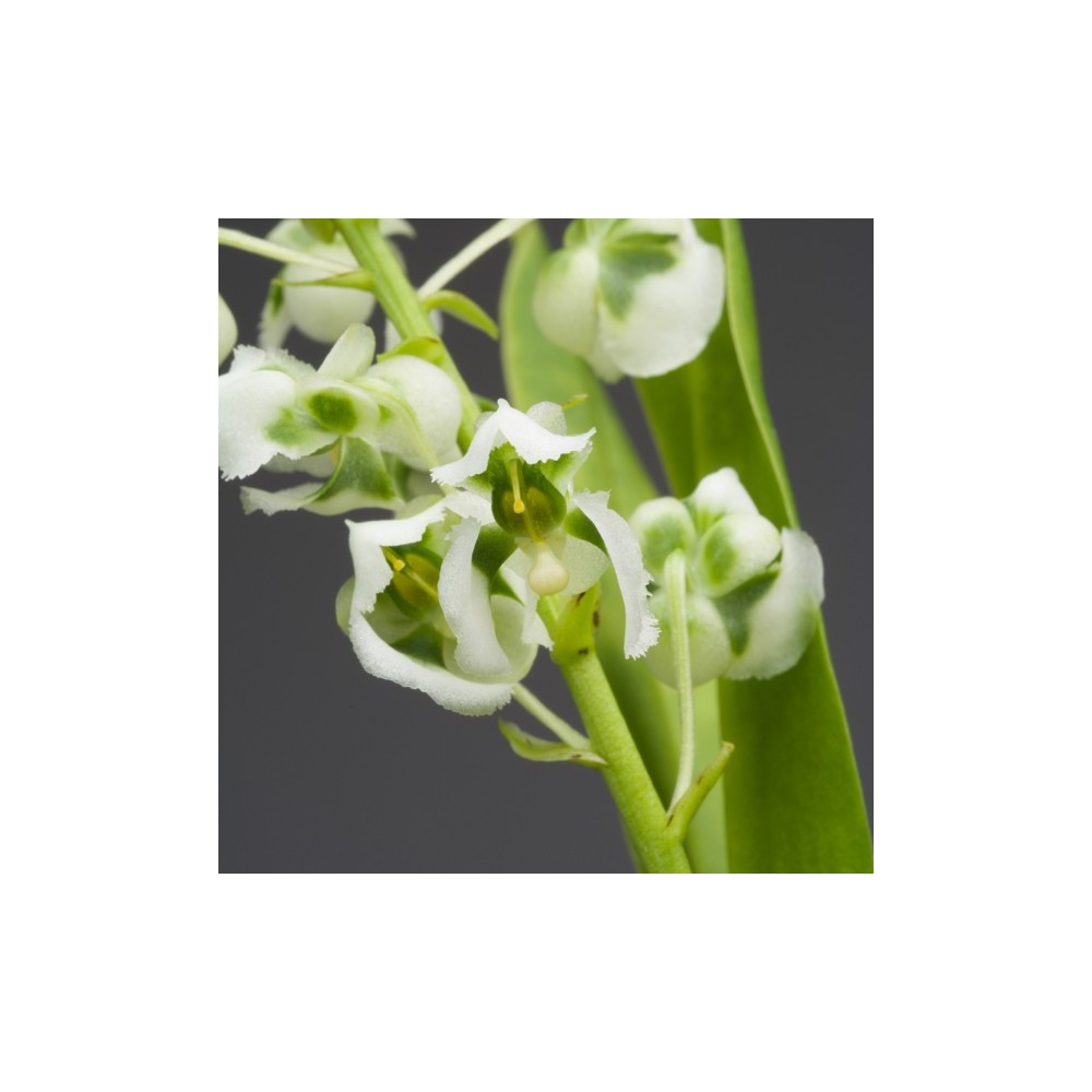 Zygostates grandiflora