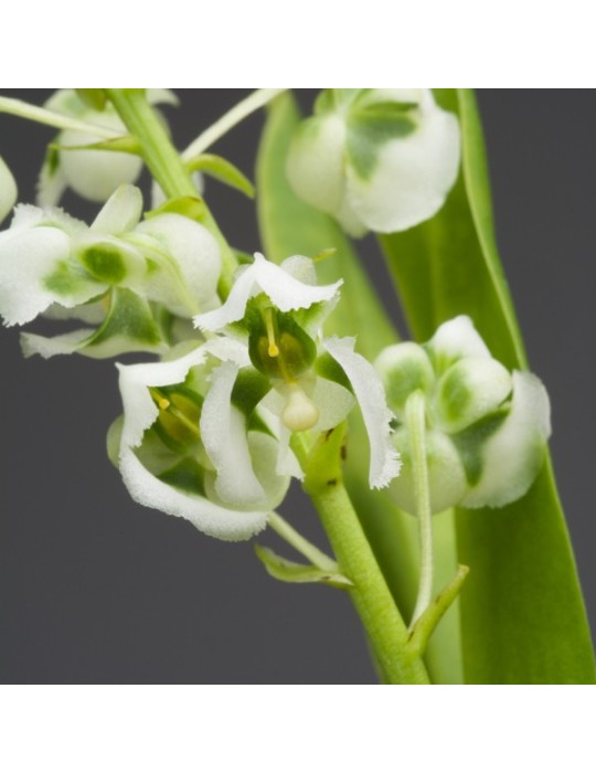 Zygostates grandiflora